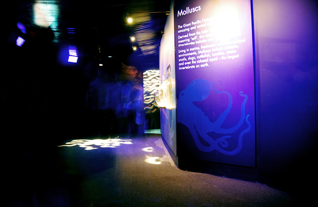 Melbourne-Aquarium6.jpg